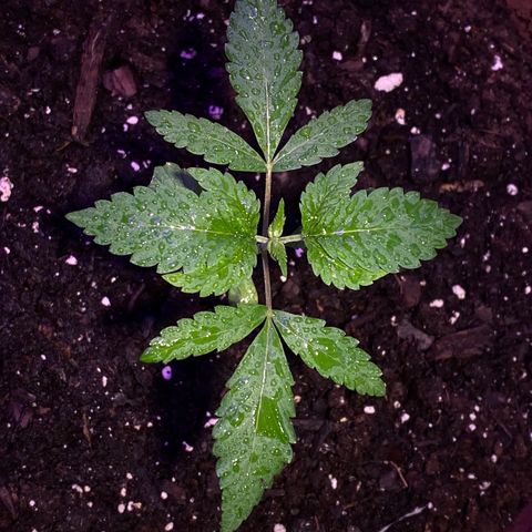 El presidente  growlog timeline photo