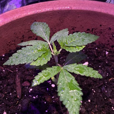 El presidente  growlog timeline photo