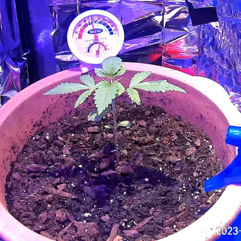 El presidente  growlog photo: Trying to catch GROOT dancing 