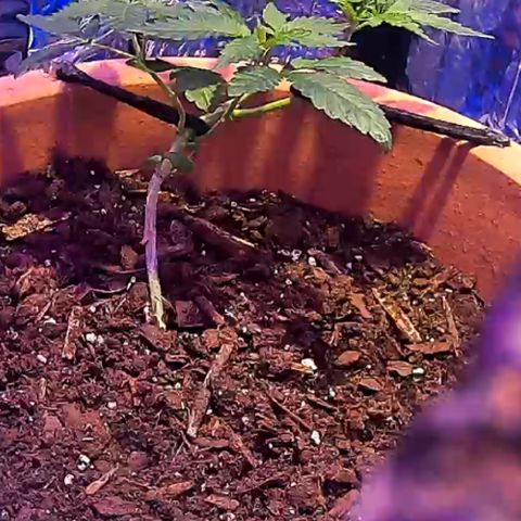 El presidente  growlog timeline photo