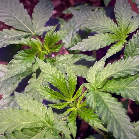 El presidente  growlog timeline photo