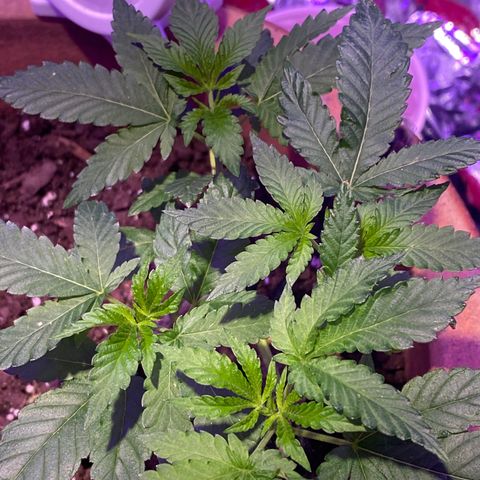 El presidente  growlog timeline photo