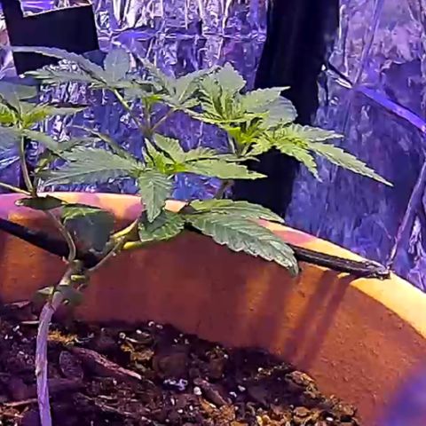 El presidente  growlog timeline photo