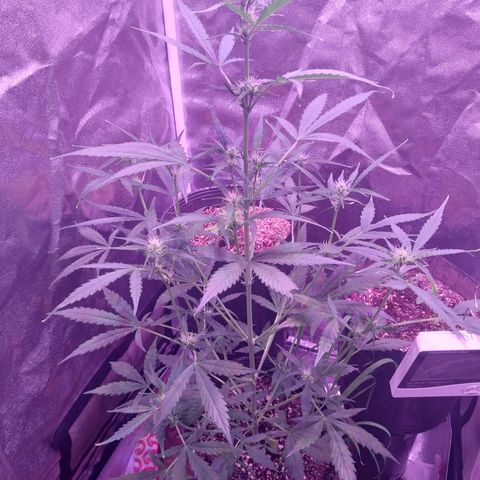 Tubby Auto growlog timeline photo