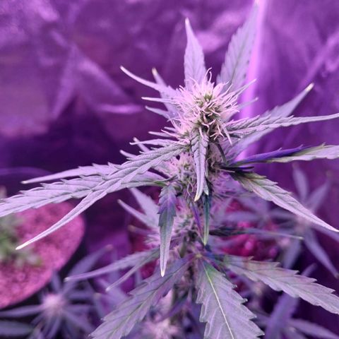 Tubby Auto growlog timeline photo