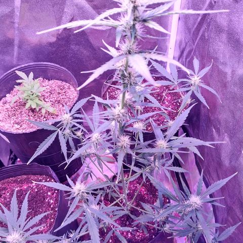 Tubby Auto growlog timeline photo