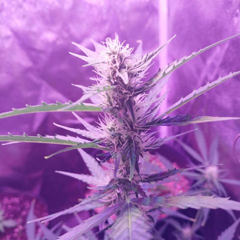 Tubby Auto growlog timeline photo