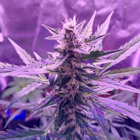 Tubby Auto growlog timeline photo