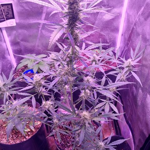 Tubby Auto growlog timeline photo