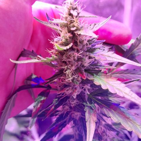 Tubby Auto growlog timeline photo