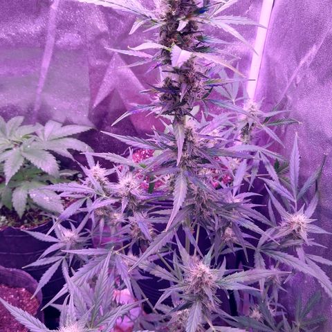 Tubby Auto growlog timeline photo