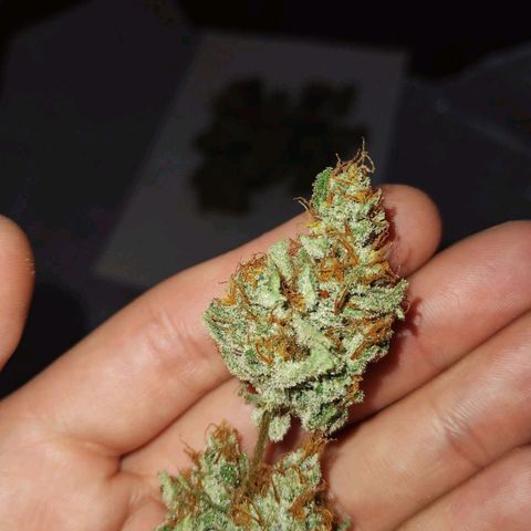 Tubby Auto growlog timeline photo