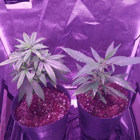 Esqueje Dead Cheese growlog photo: Esquejes de Dead 🧀 y 2y2