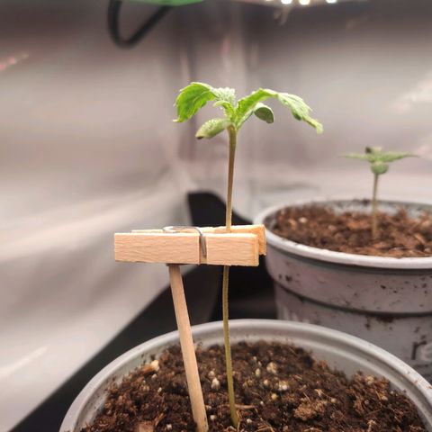 Dance growlog timeline photo