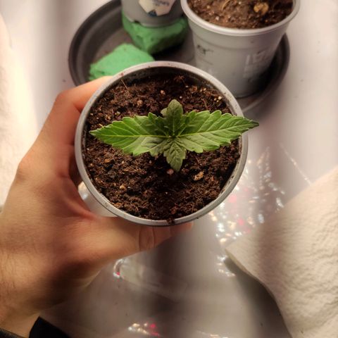 Tatanka growlog timeline photo