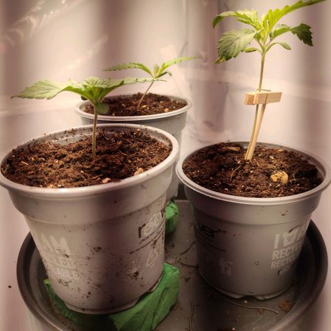 Tatanka growlog timeline photo