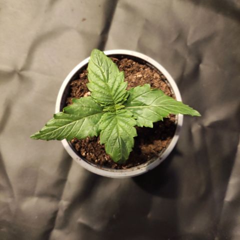 Tatanka growlog timeline photo