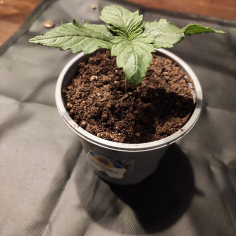 Tatanka growlog timeline photo