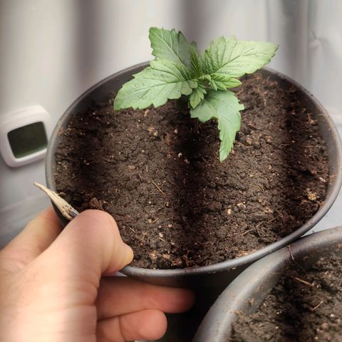 Tatanka growlog timeline photo