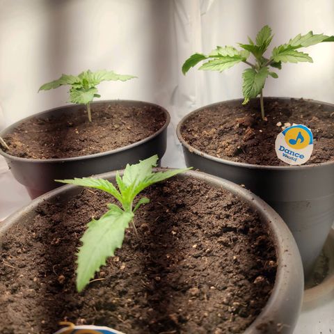 Tatanka growlog timeline photo
