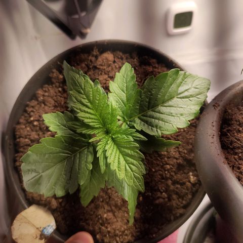 Tatanka growlog timeline photo