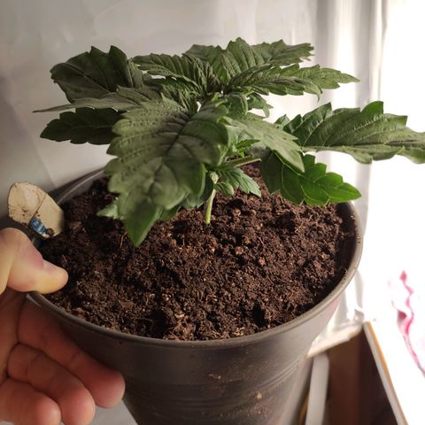 Tatanka growlog timeline photo