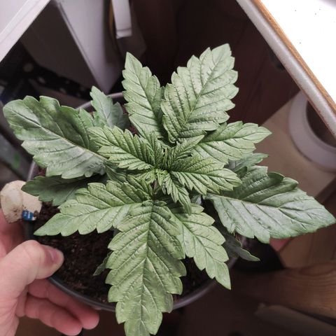 Tatanka growlog timeline photo