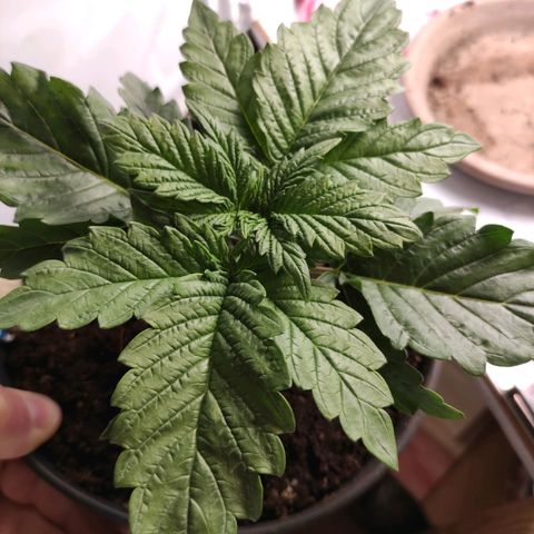 Tatanka growlog timeline photo