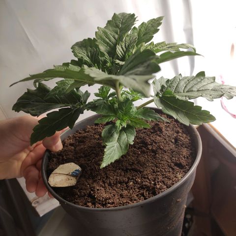 Tatanka growlog timeline photo