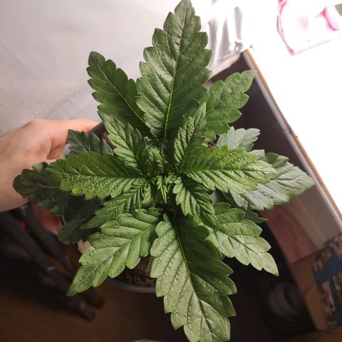 Tatanka growlog timeline photo