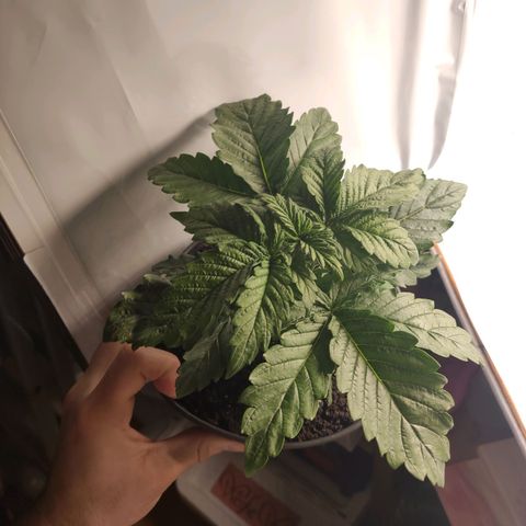 Tatanka growlog timeline photo