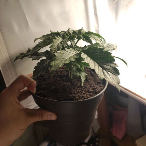 Tatanka growlog timeline photo