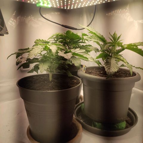 Joanne growlog timeline photo