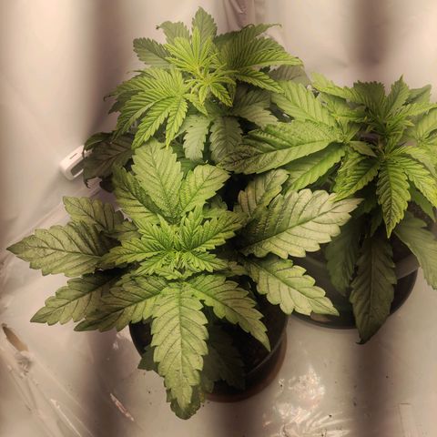 Joanne growlog timeline photo