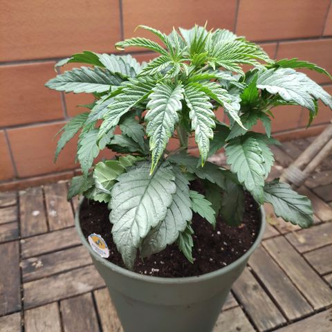 Joanne growlog timeline photo