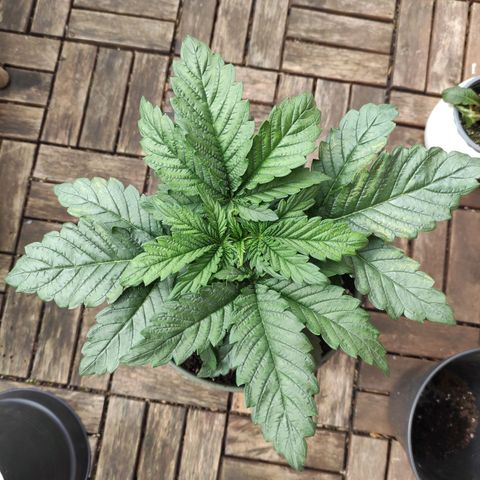 Joanne growlog timeline photo