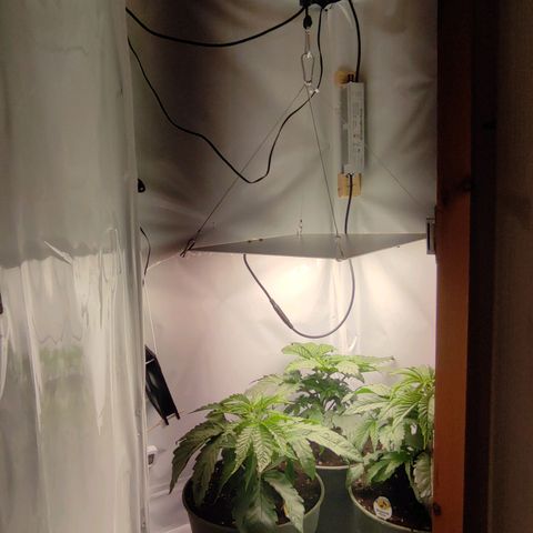 Joanne growlog timeline photo
