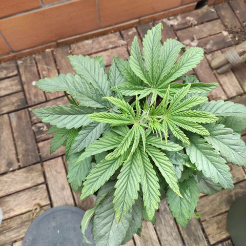 Joanne growlog timeline photo