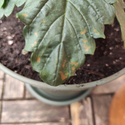 Joanne growlog timeline photo