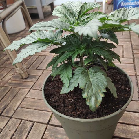 Tatanka growlog timeline photo