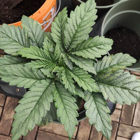Tatanka growlog timeline photo