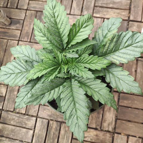 Tatanka growlog timeline photo