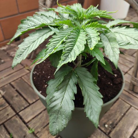 Joanne growlog timeline photo