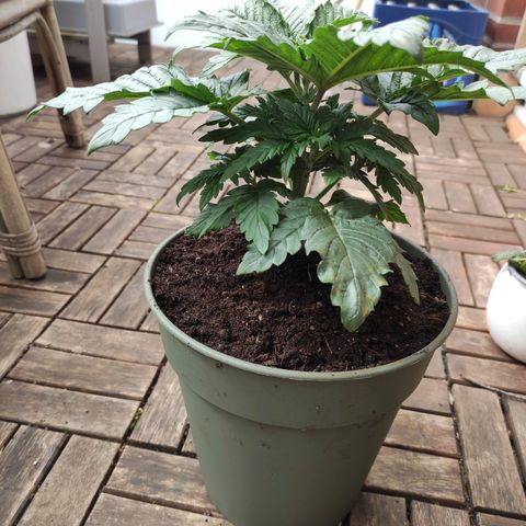 Joanne growlog timeline photo