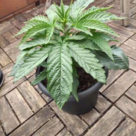 Joanne growlog timeline photo