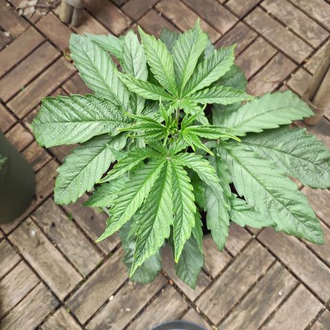 Joanne growlog timeline photo