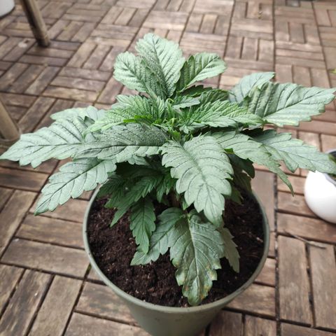 Tatanka growlog timeline photo