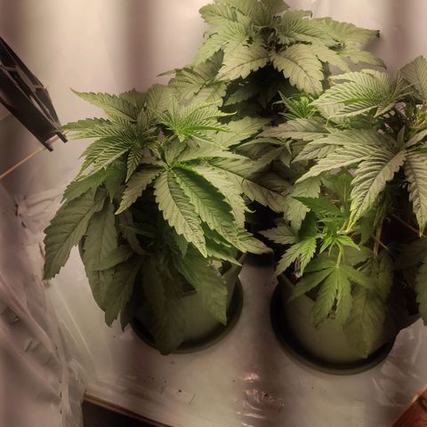 Joanne growlog timeline photo