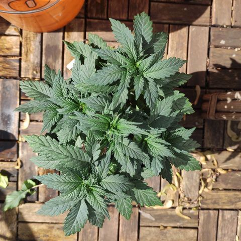 Tatanka growlog timeline photo