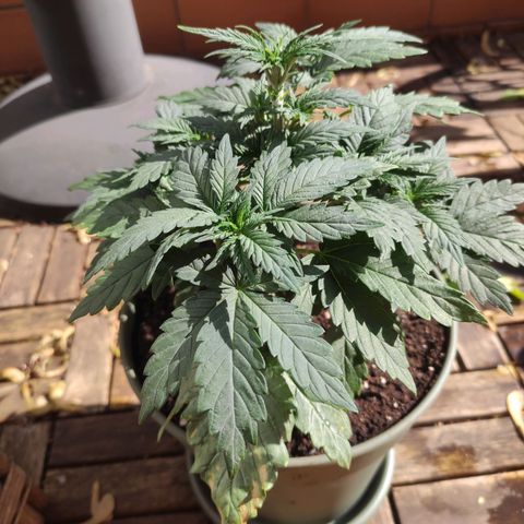 Tatanka growlog timeline photo
